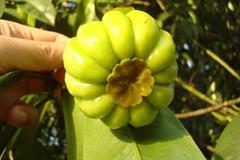 گارسینیا آترویریدیس